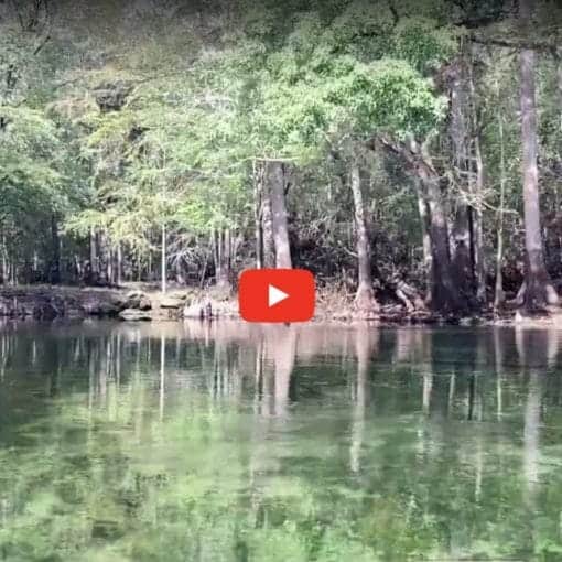 Screenshot 2024 10 20 at 9.15.49 PM In: Springs Mediation | Our Santa Fe River, Inc. (OSFR) | Protecting the Santa Fe River